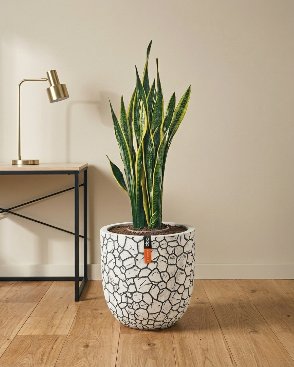 Snake Plant (Dracaena trifasciata) | Floor Plant, 90–100 cm