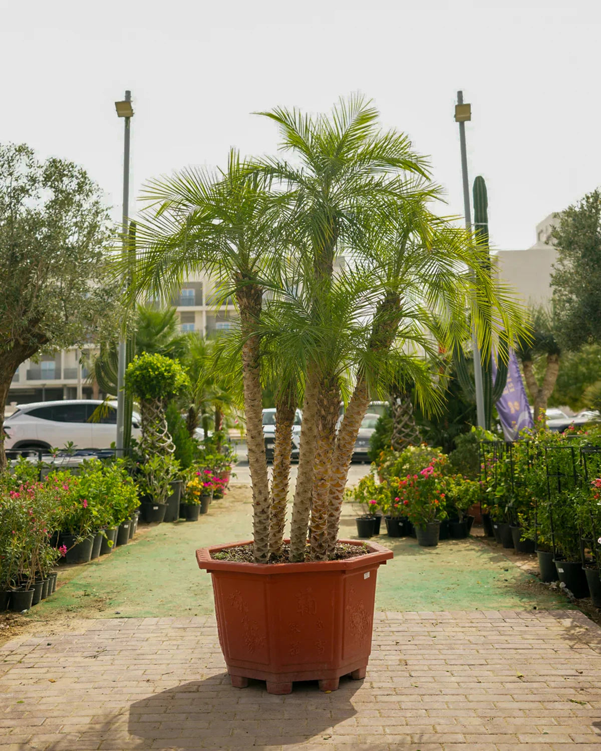 Pygmy Date Palm (Phoenix roebelenii) | Triple Trunk, 1.5–2.0 m