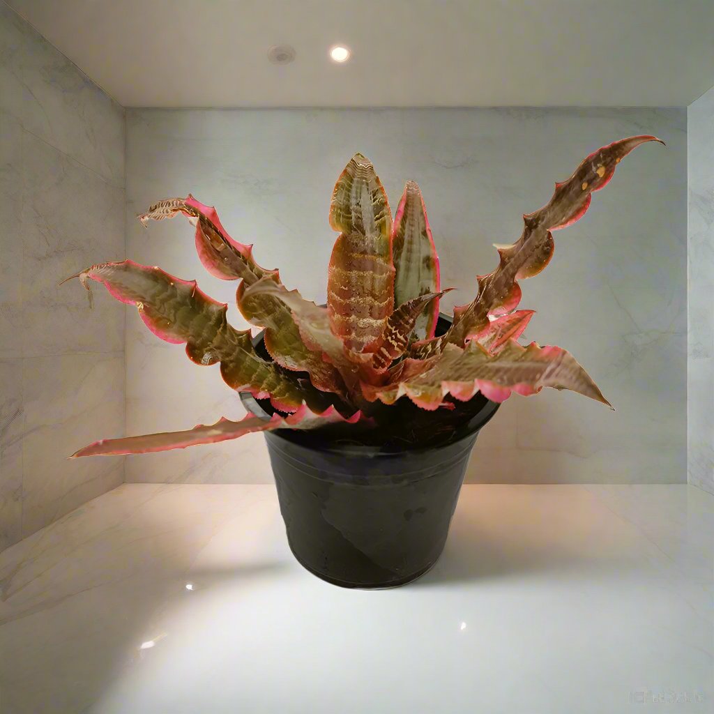 Cryptanthus Fosterianus Elaine 20-30 سم OAH