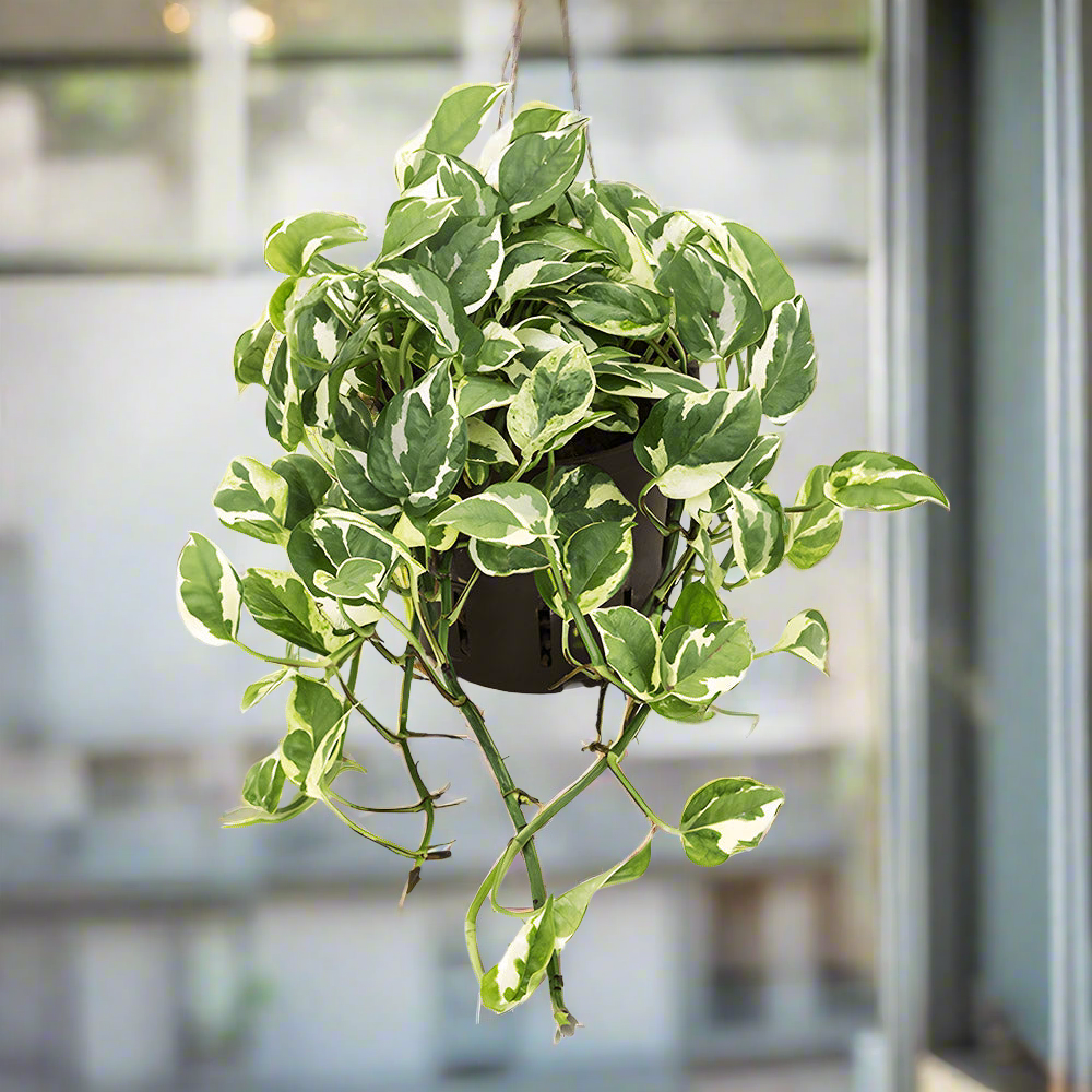 Philodendron Variegated (Philodendron eraceum variegated) - Hanging