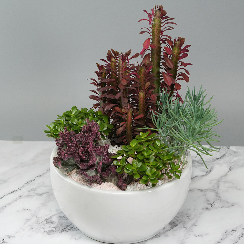 Serenity Succulent Bowl