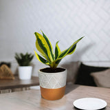 Snake Plant In Cement Pot