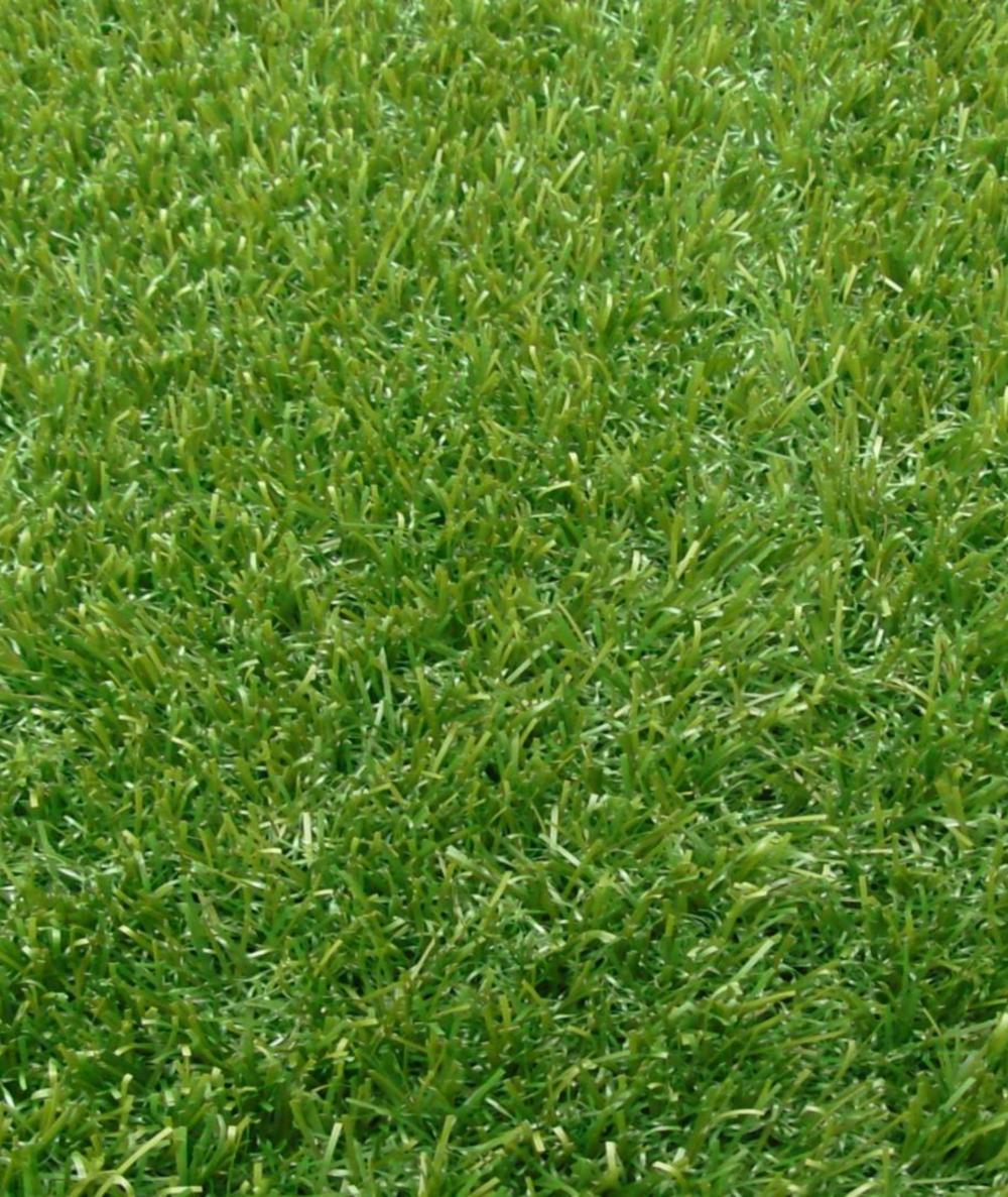 Five Star Grass - Stonefield Non-Infill Landscape Grass