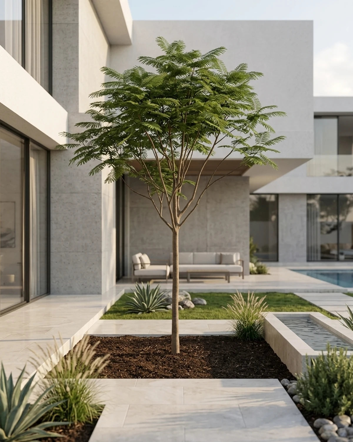 Royal Poinciana (Delonix regia) | 4.0–4.5 m, 20–25 cm Girth