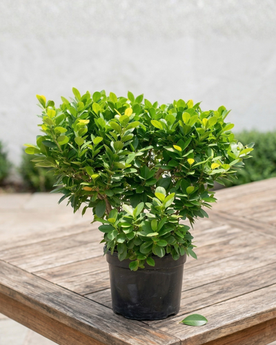 Ficus Panda Ball Shape (Ficus retusa) | Topiary, 60–90 cm