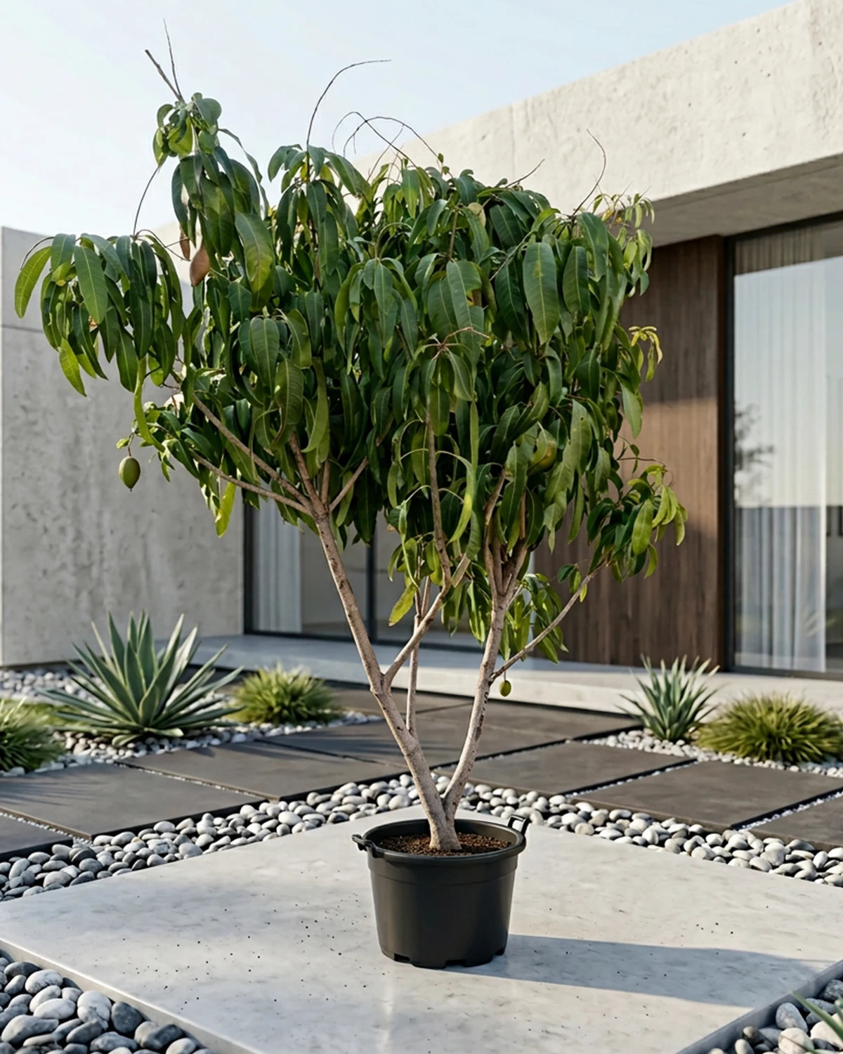 Sapodilla (Manilkara zapota) | 1.0–1.2 m