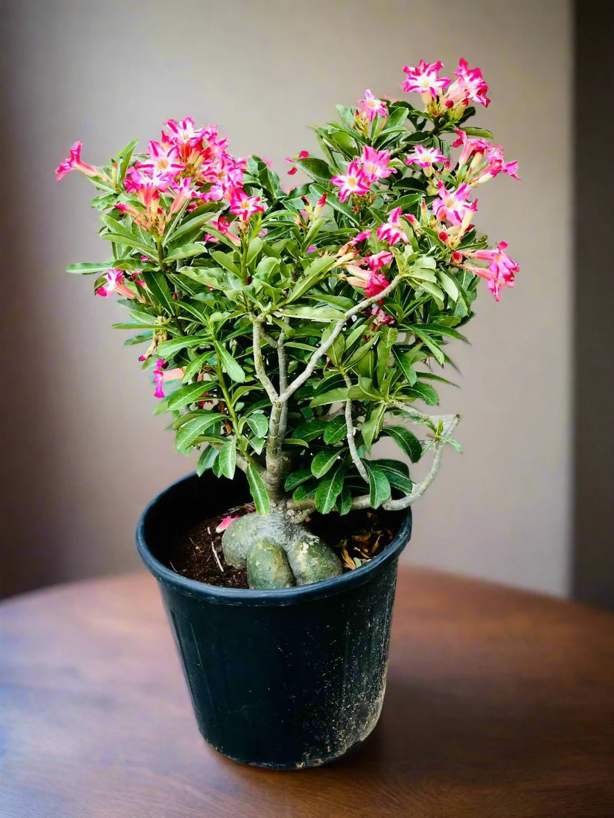 Succulent Adenium Obesum Type H3, 10L, 60 - 80CM