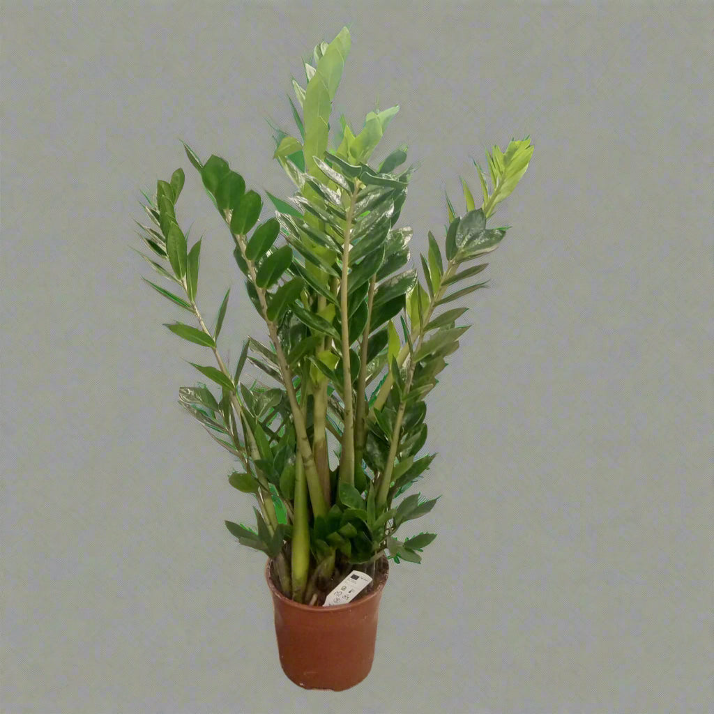 Zamioculcas Zamiifolia - ZZ Plant