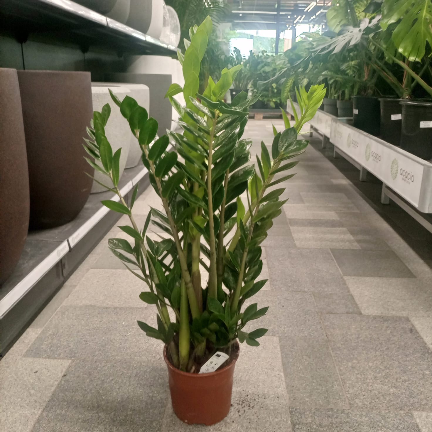 Zamioculcas Zamiifolia - ZZ Plant