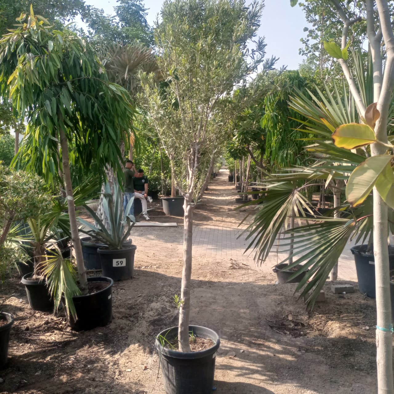 Tree Olea Europea | Olive Tree | 1.5 - 2 m