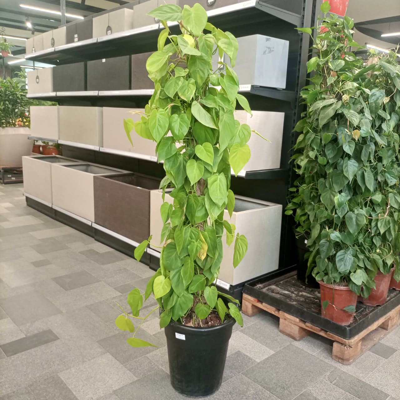 Indoor Scindapsus Pictus (Satin Pothos) | 1.3 - 1.5 m