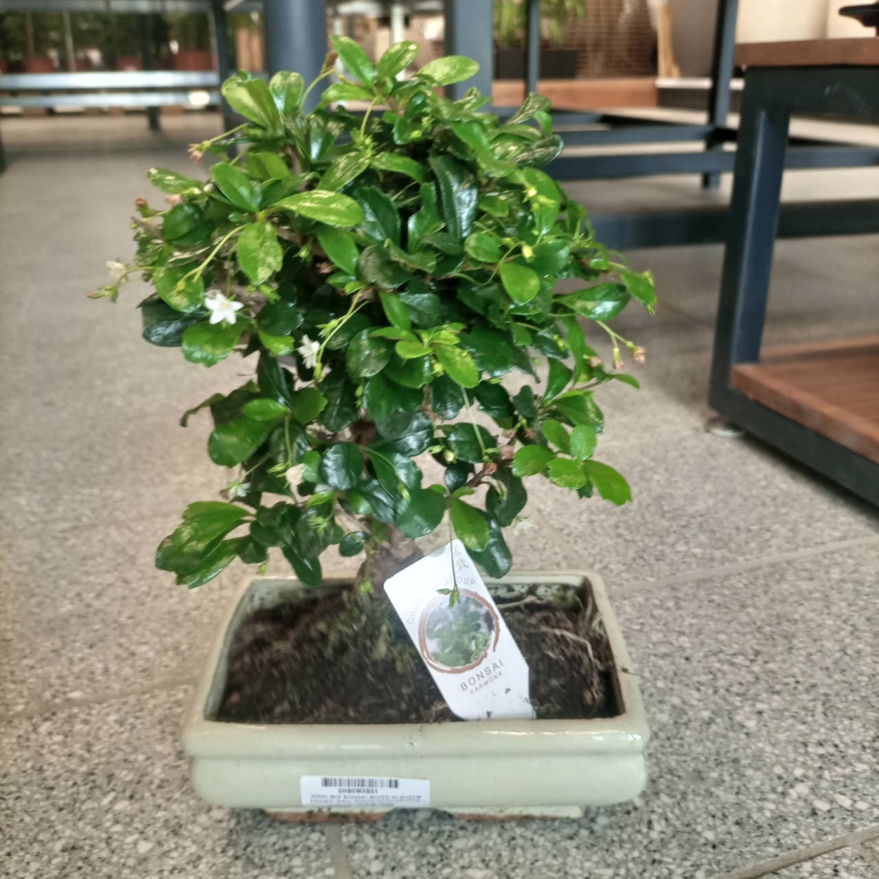 Bonsai Carmona Microphylla  20 - 25 cm | Ceramic Pot