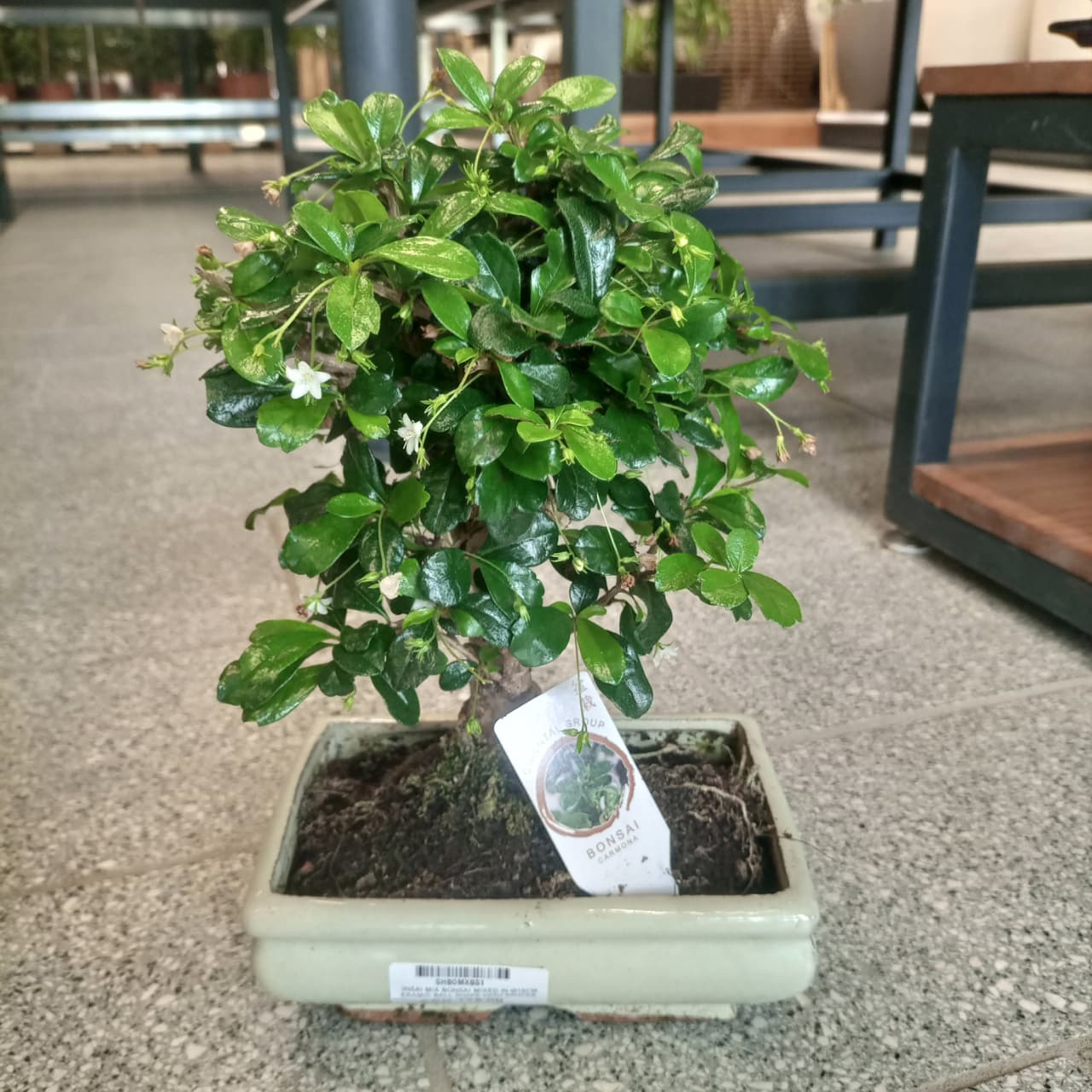 Bonsai Carmona Microphylla  20 - 25 cm | Ceramic Pot