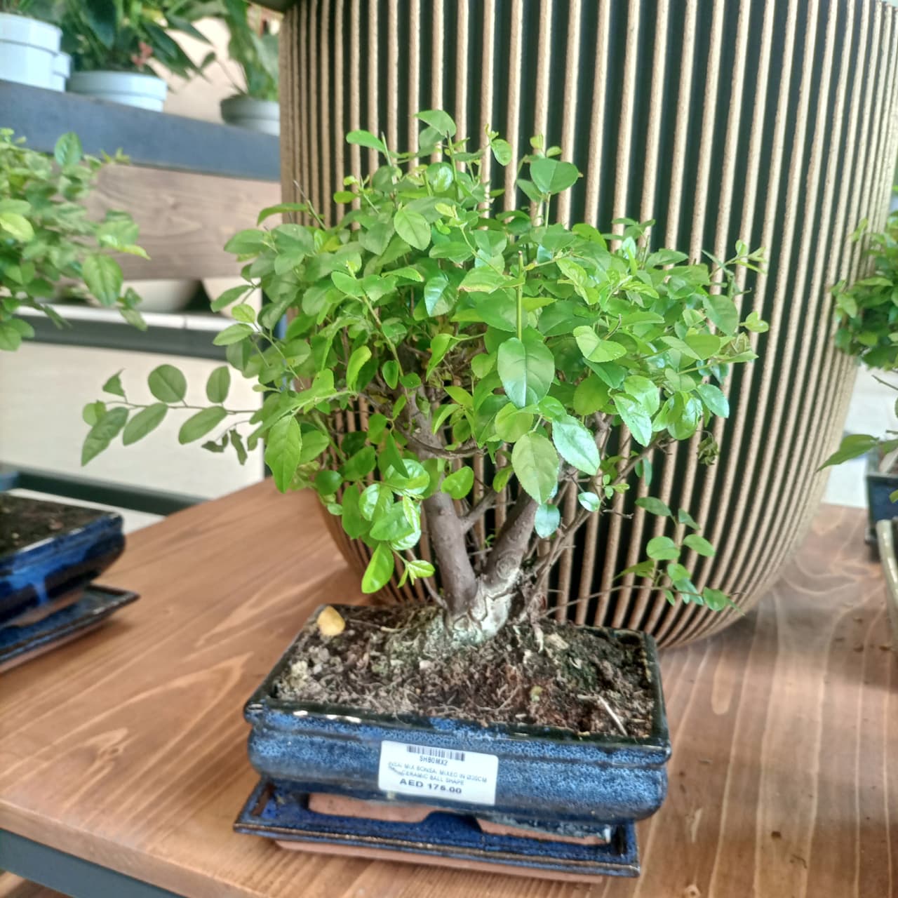 Bonsai Chinese Plum | 20 - 25 cm | Ceramic Pot