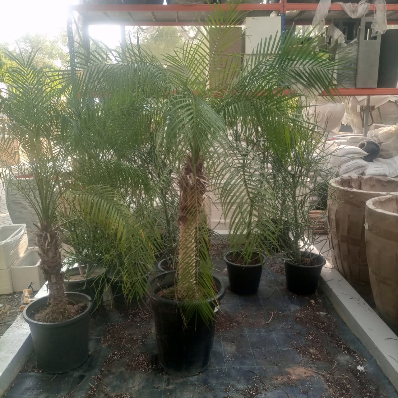 Palm Phoenix Roebelenii | Single Trunk | 90 - 100 cm
