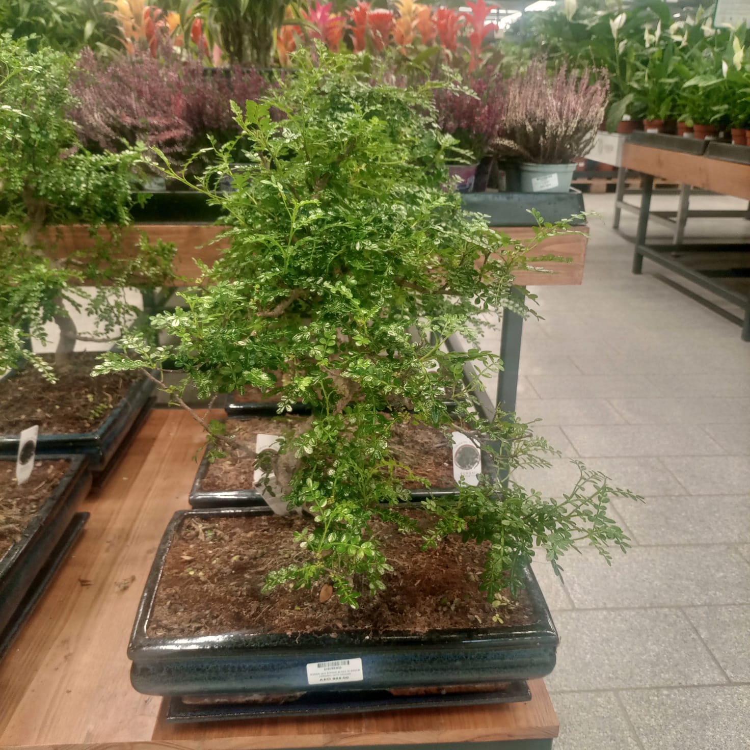Bonsai Mixed | Ceramic Pot