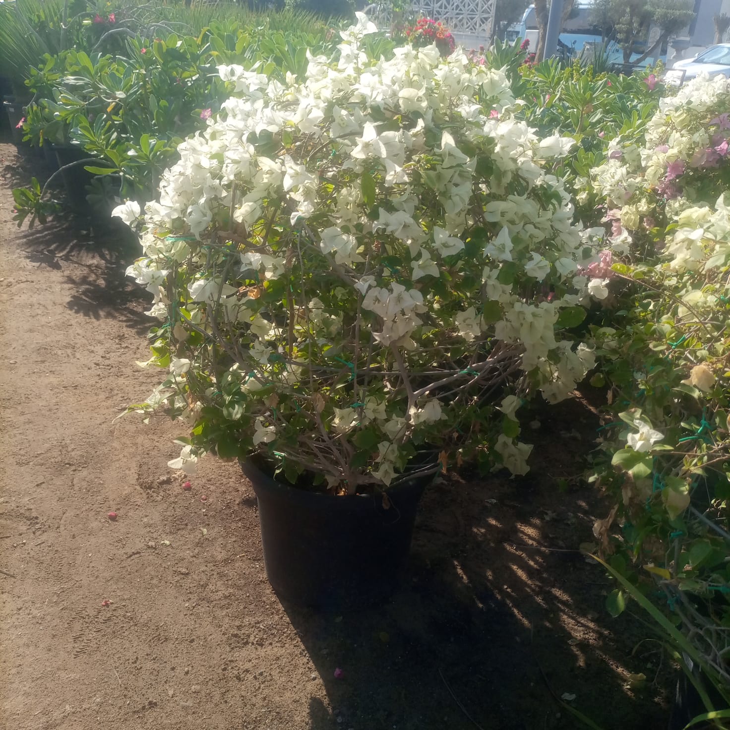 Shrub Bougainvillea Mixed color | Ball Shape