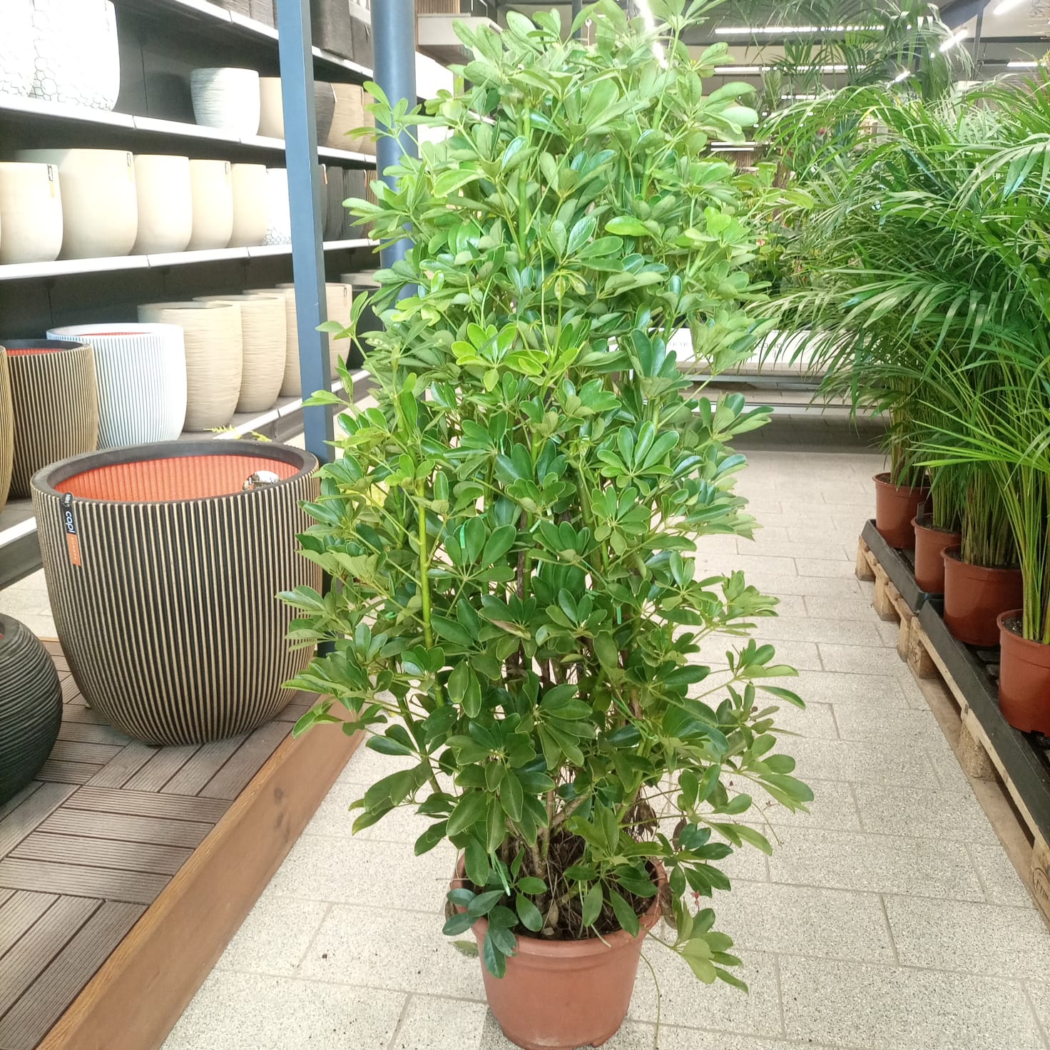 Schefflera Arboricola | 1.0 - 1.2 m