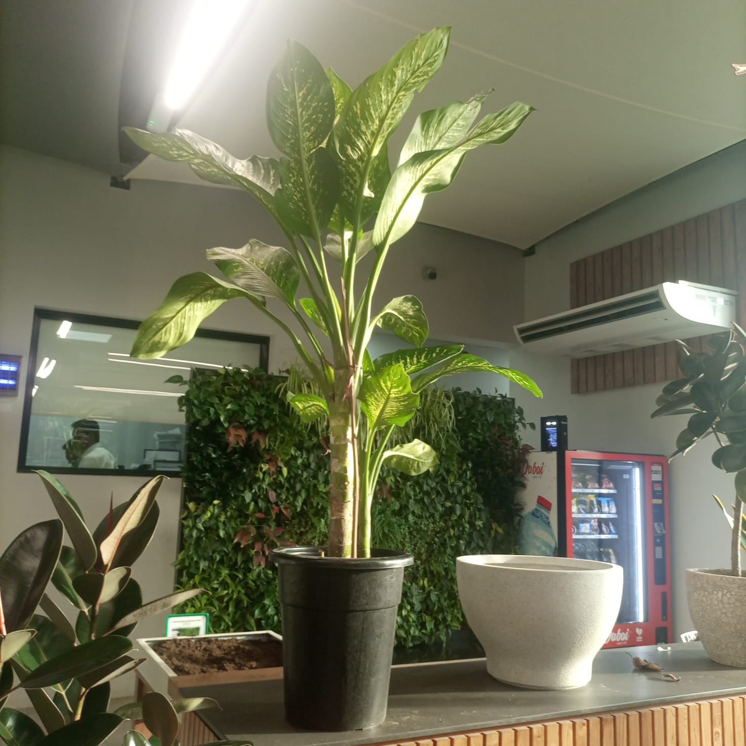 Indoor Dieffenbachia Maria | 100 - 120 cm