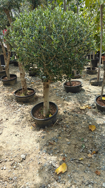 Olive Tree (Olea europaea) | Half-Standard, 1.2 m