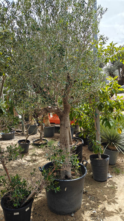 Olive Tree (Olea Europea) | 2 - 2.5m (OAH) - Girth 30-35 cm