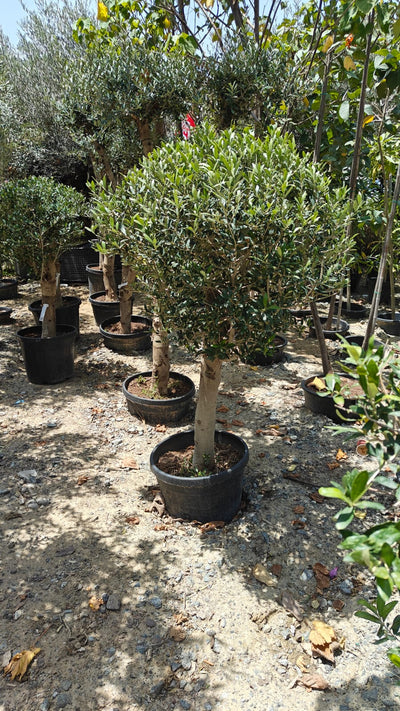 Olive Tree (Olea Europea) - 1.25 to 1.5M Height