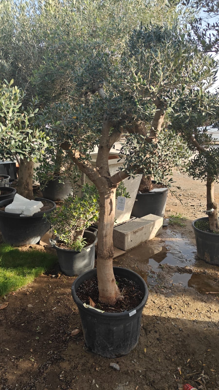 Olive Tree (Olea Europaea) Bonsai - 2.0-2.5M Height