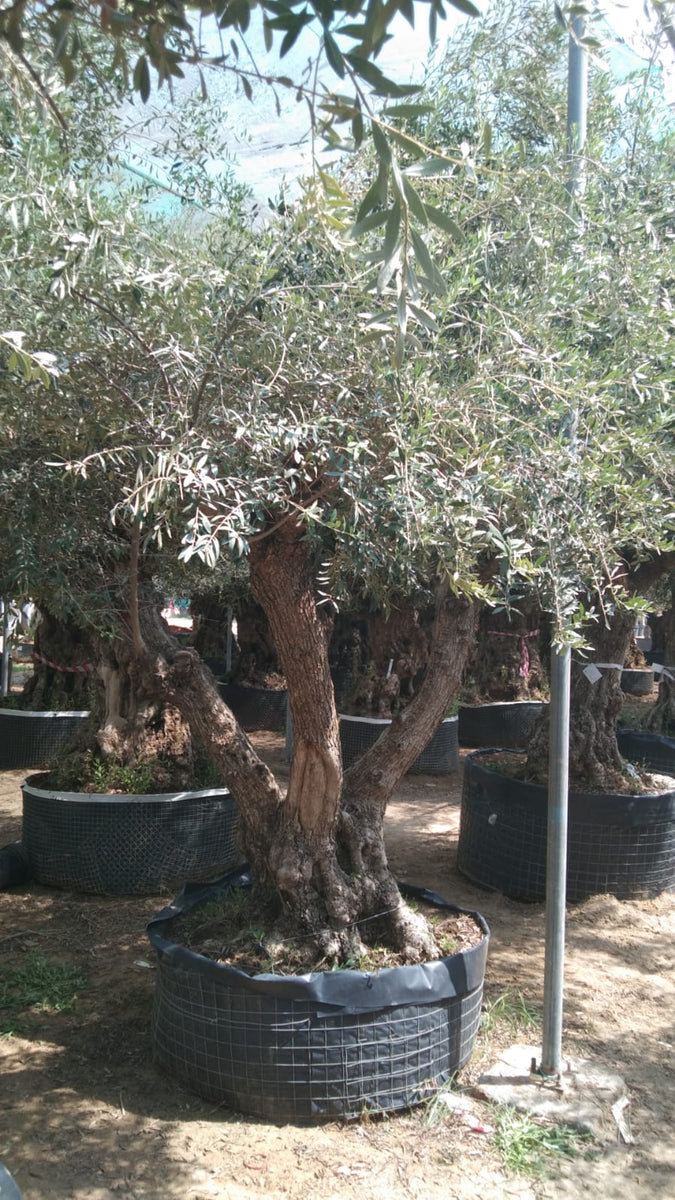 Olive Tree 3–3.5m | Acacia Garden Center