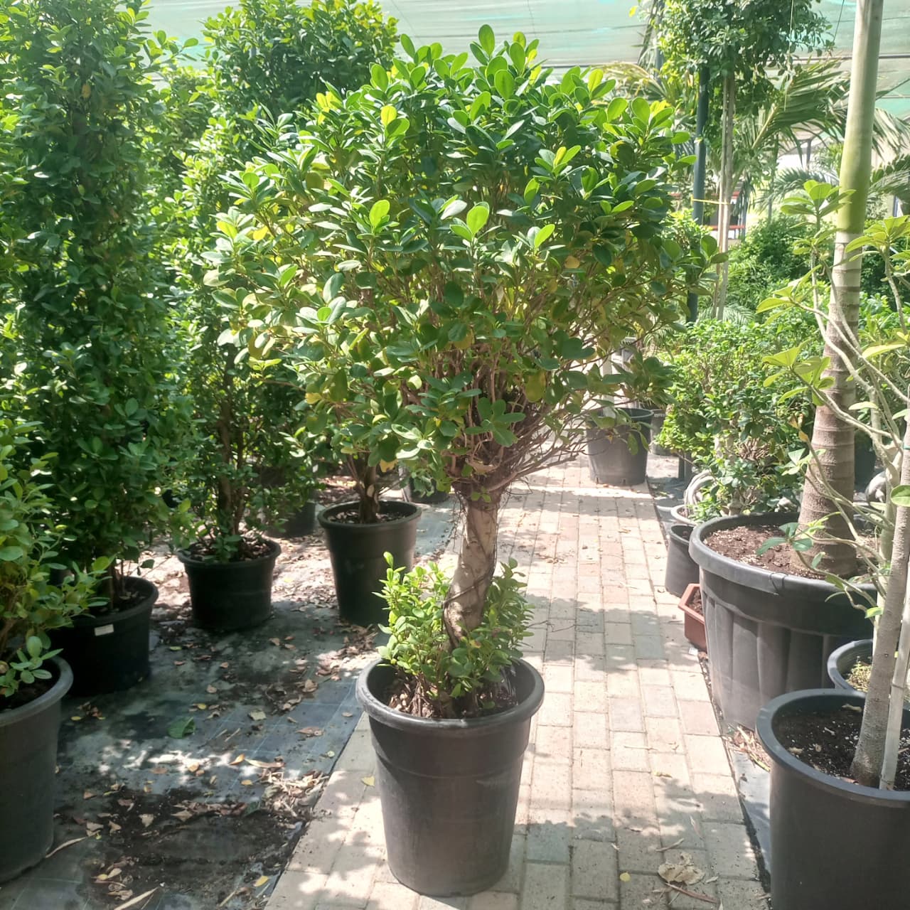 شجرة فيكوس باندا ذات رأس واحد (Ficus retusa) 100-120 سم (OAH)