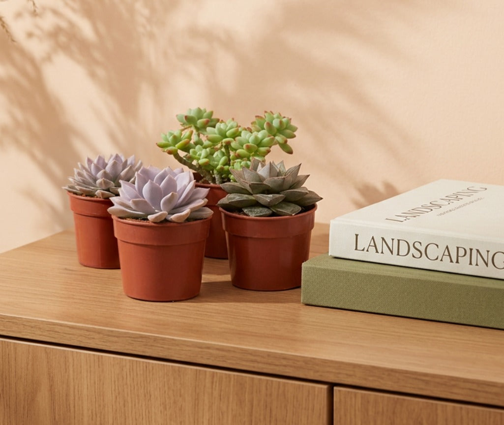 Echeveria 'Bordeaux' (Echeveria sp.) | Compact Rosette, 10–12 cm