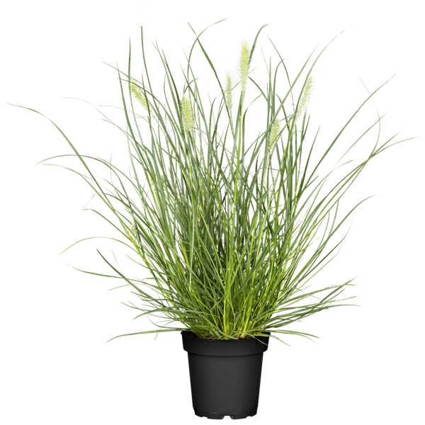 Pennisetum Setaceum| African Fountain Grass| Tender Fountain Grass