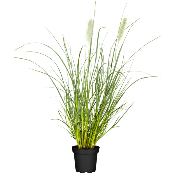 Pennisetum Setaceum| African Fountain Grass| Tender Fountain Grass