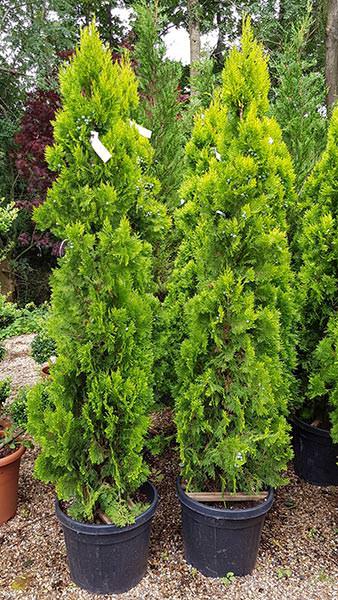 TREE THUJA ORIENTALIS PYRAMIDALIS AUREA TYPE 8A CONE SHAPE 35LP 1.2-1.5M