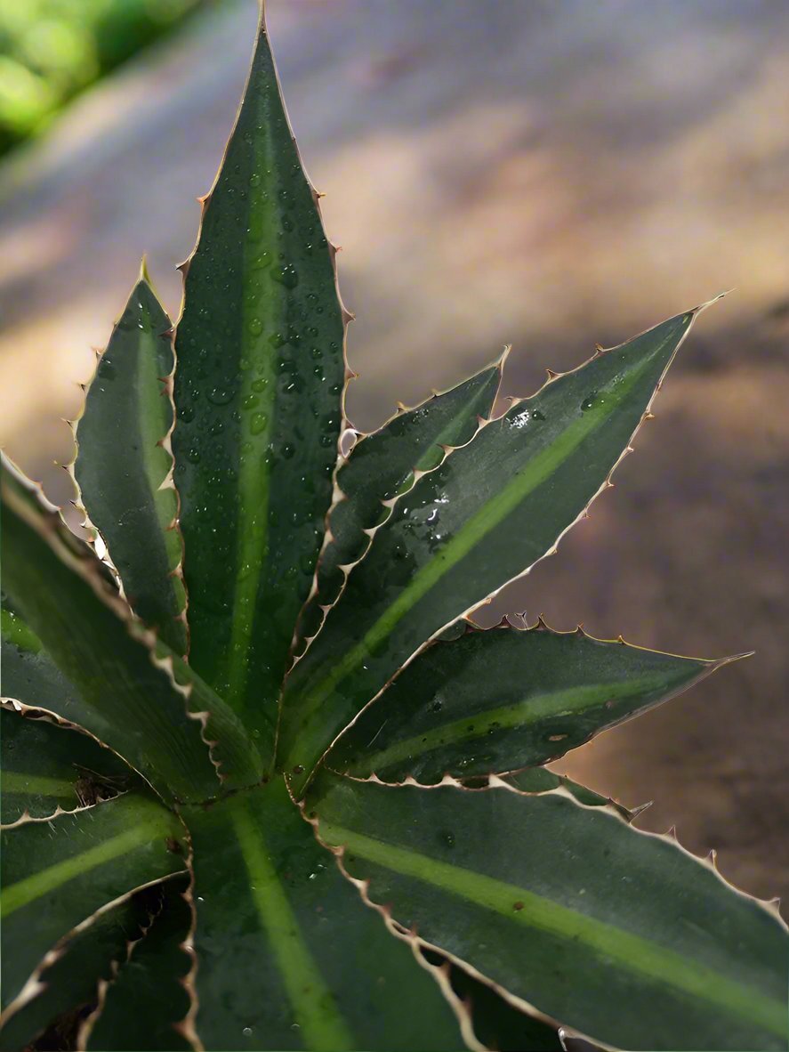 Agave Lophantha 'Green' | 20 - 30cm - Acacia Garden Center