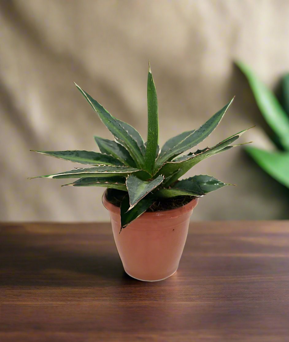 Agave Lophantha 'Green' | 20 - 30cm - Acacia Garden Center