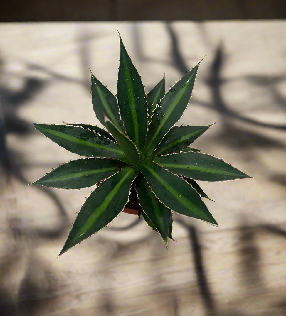 Agave Lophantha 'Green' | 20 - 30cm - Acacia Garden Center