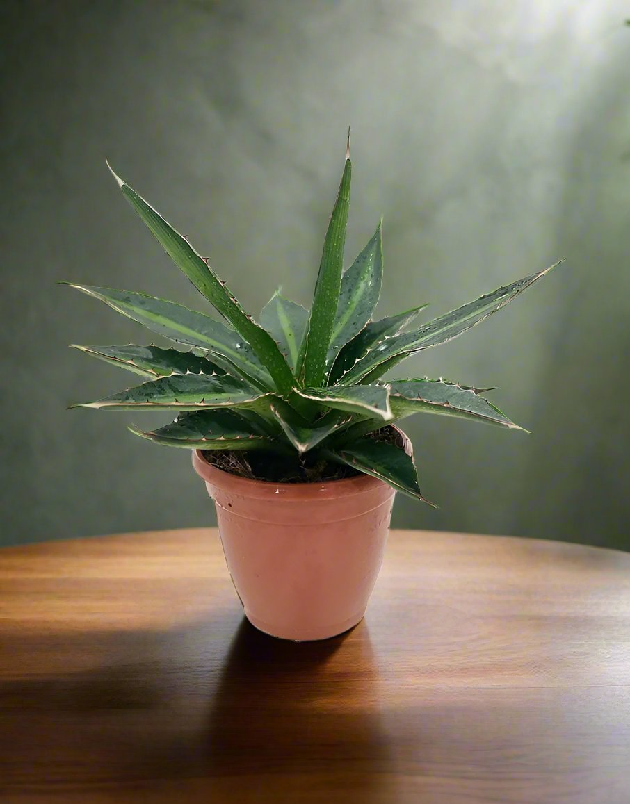 Agave Lophantha 'Green' | 20 - 30cm - Acacia Garden Center