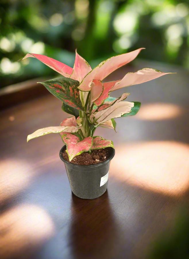 Aglaonema Commutatum (Chinese evergreen) | 40 - 60cm - Acacia Garden Center