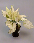 Aglaonema White Joy (Aglaonema rotundum 'Anjamanee') | Tabletop, 20–25 cm - Acacia Garden Center