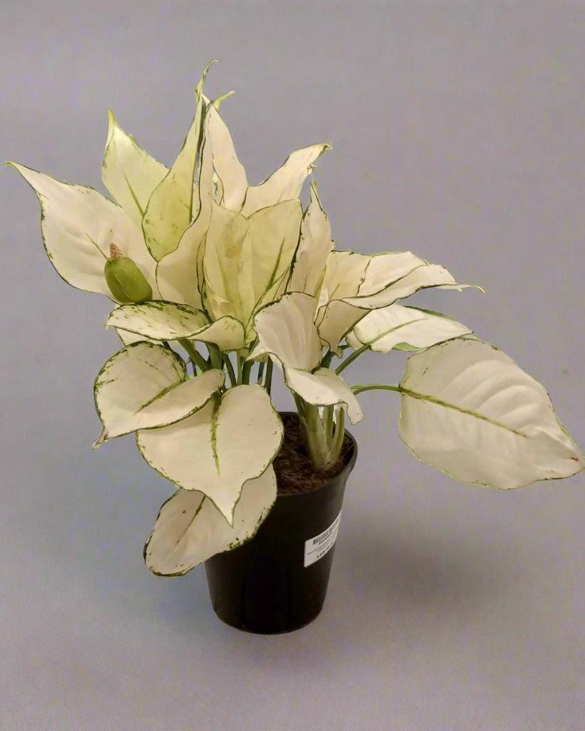 Aglaonema White Joy (Aglaonema rotundum 'Anjamanee') | Tabletop, 20–25 cm - Acacia Garden Center