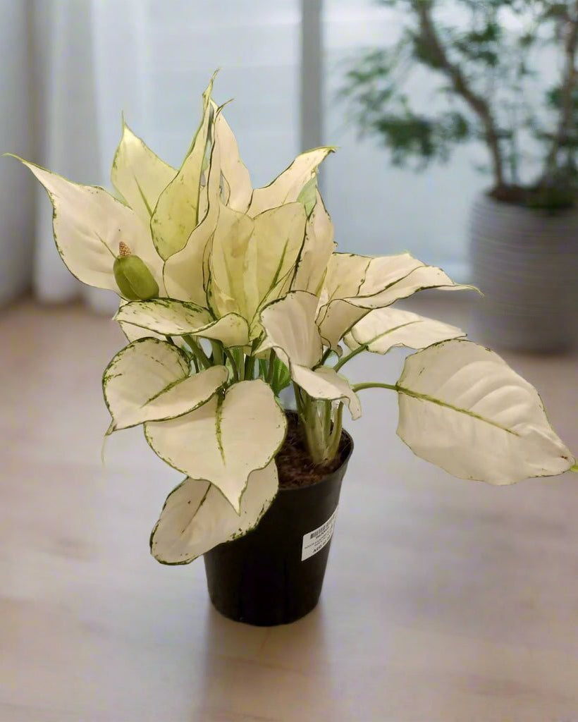 Aglaonema White Joy (Aglaonema rotundum 'Anjamanee') | Tabletop, 20–25 cm - Acacia Garden Center