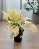 Aglaonema White Joy (Aglaonema rotundum 'Anjamanee') | Tabletop, 20–25 cm - Acacia Garden Center