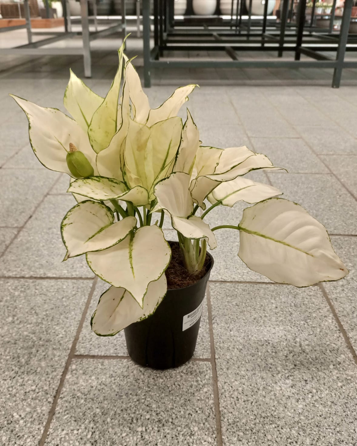 Aglaonema White Joy (Aglaonema rotundum 'Anjamanee') | Tabletop, 20–25 cm - Acacia Garden Center