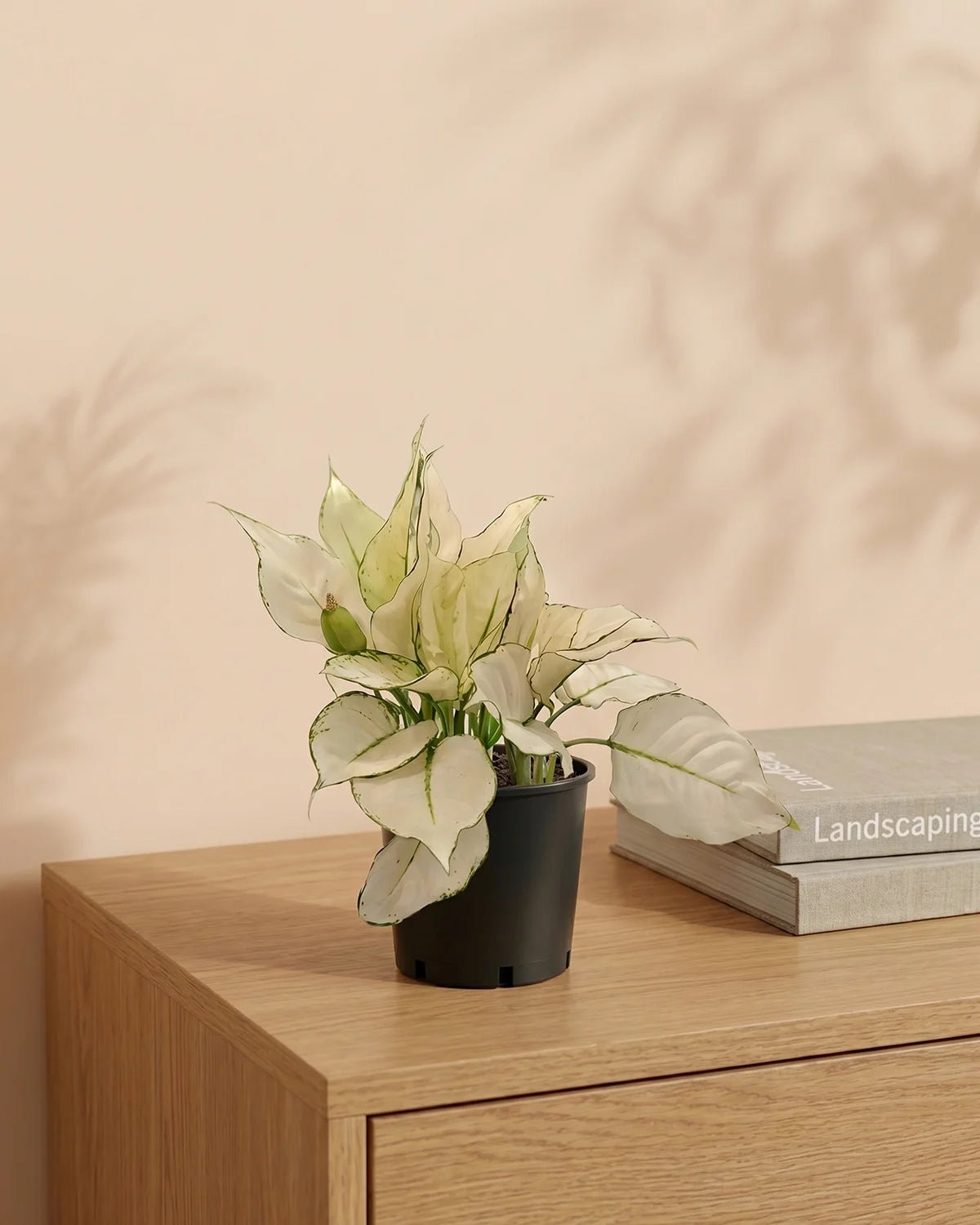 Aglaonema White Joy (Aglaonema rotundum 'Anjamanee') | Tabletop, 20–25 cm - Acacia Garden Center