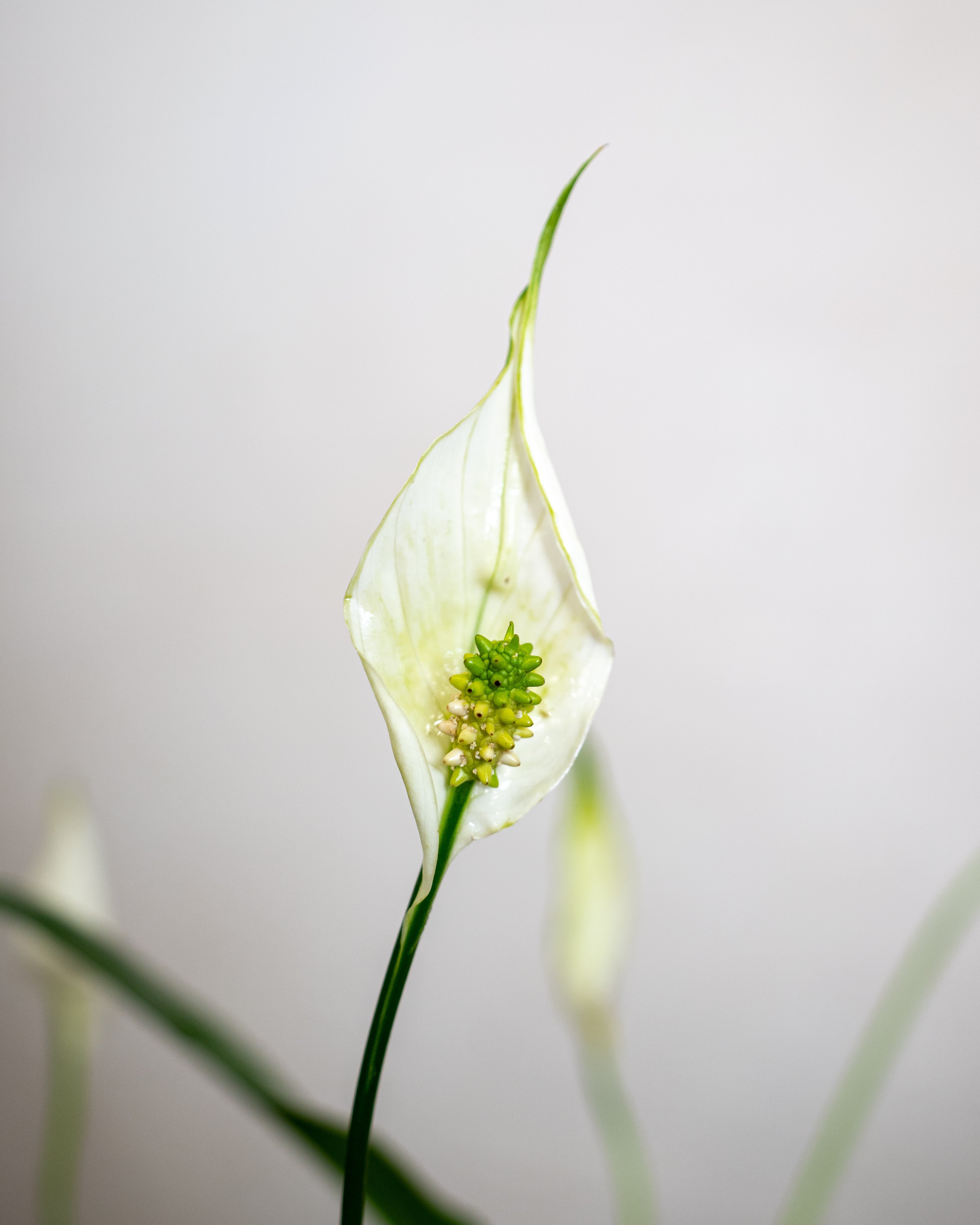 Air Purifying - Acacia Garden Center