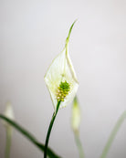 Air Purifying - Acacia Garden Center