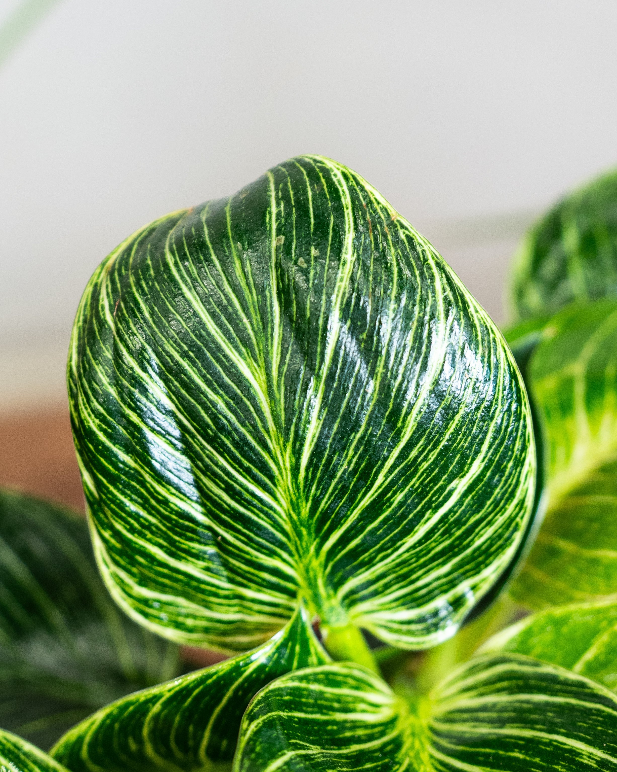 Air Purifying - Acacia Garden Center
