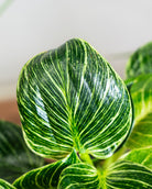 Air Purifying - Acacia Garden Center