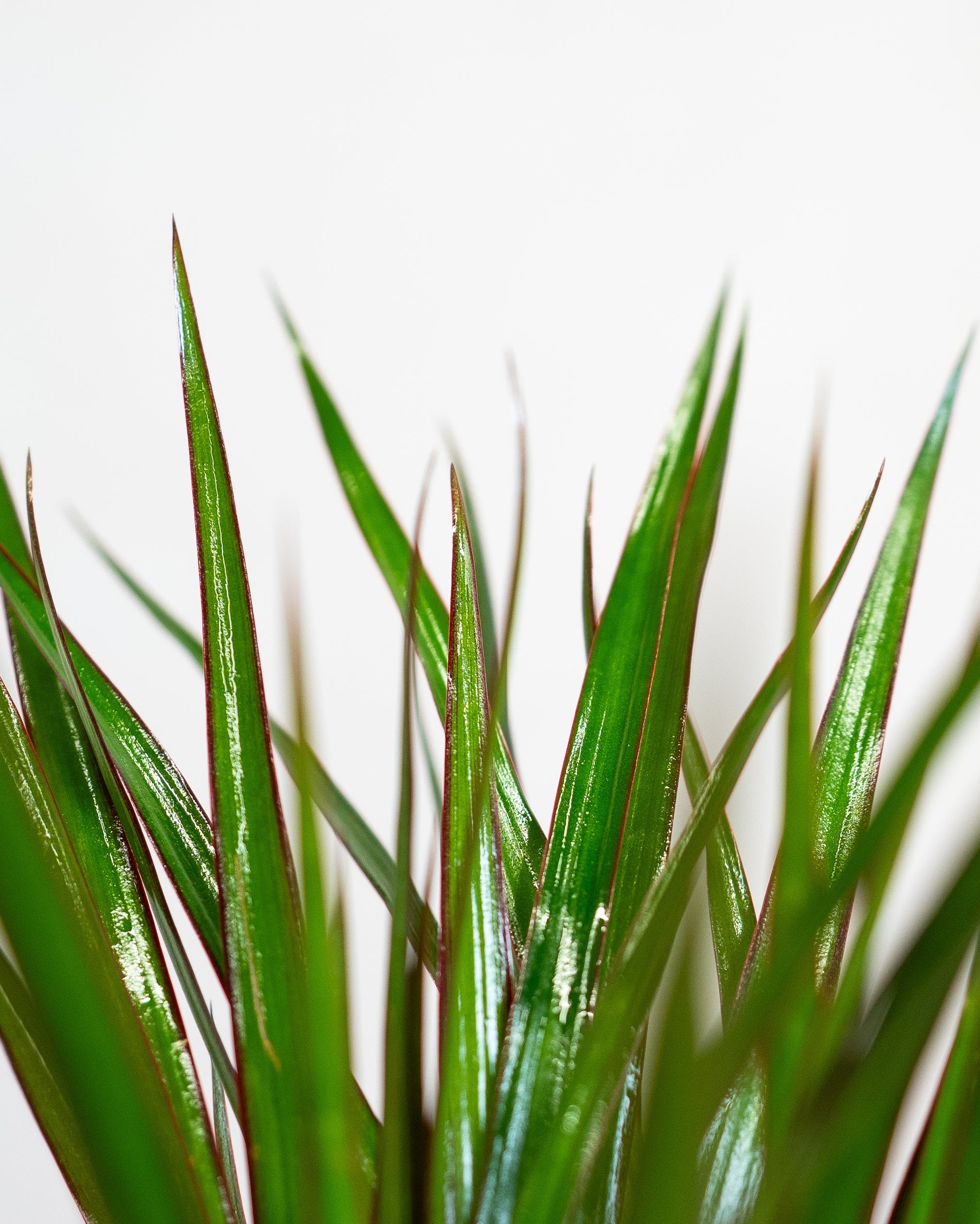 Air Purifying - Acacia Garden Center