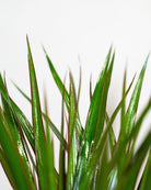 Air Purifying - Acacia Garden Center